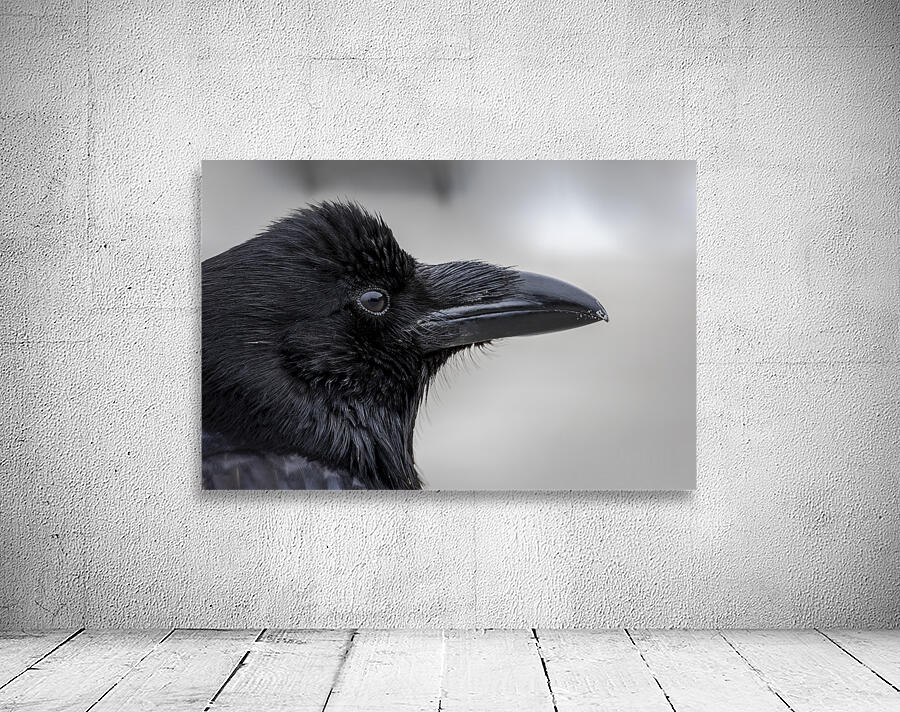 Raven Profile Wall Preview