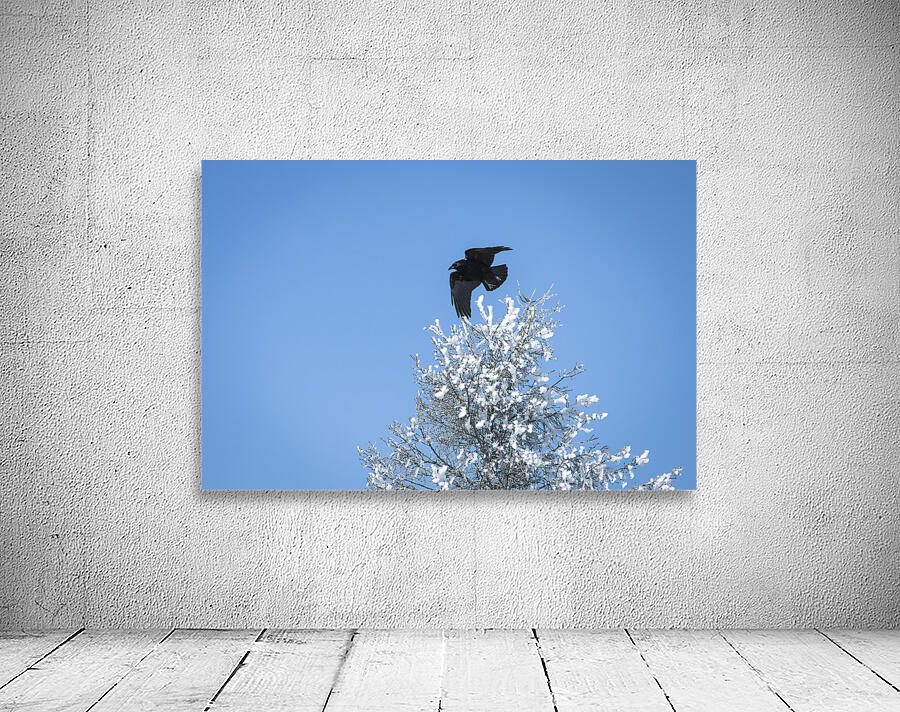 Winter Flight Wall Preview