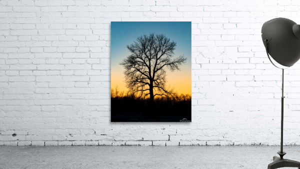 Lone Tree at Dusk Wall Preview