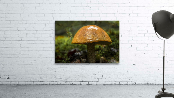 Mushroom after the rain Wall Preview