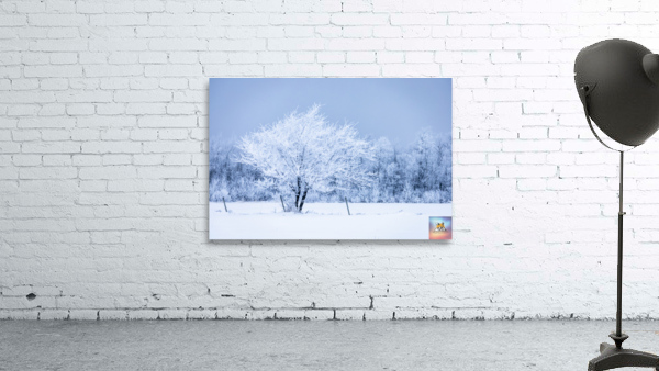 Lone Tree in Hoarfrost Wall Preview