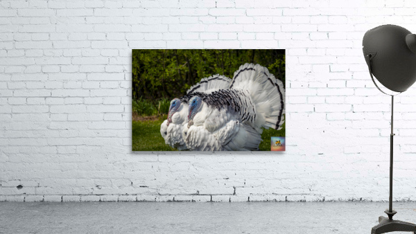 Turkeys Wall Preview