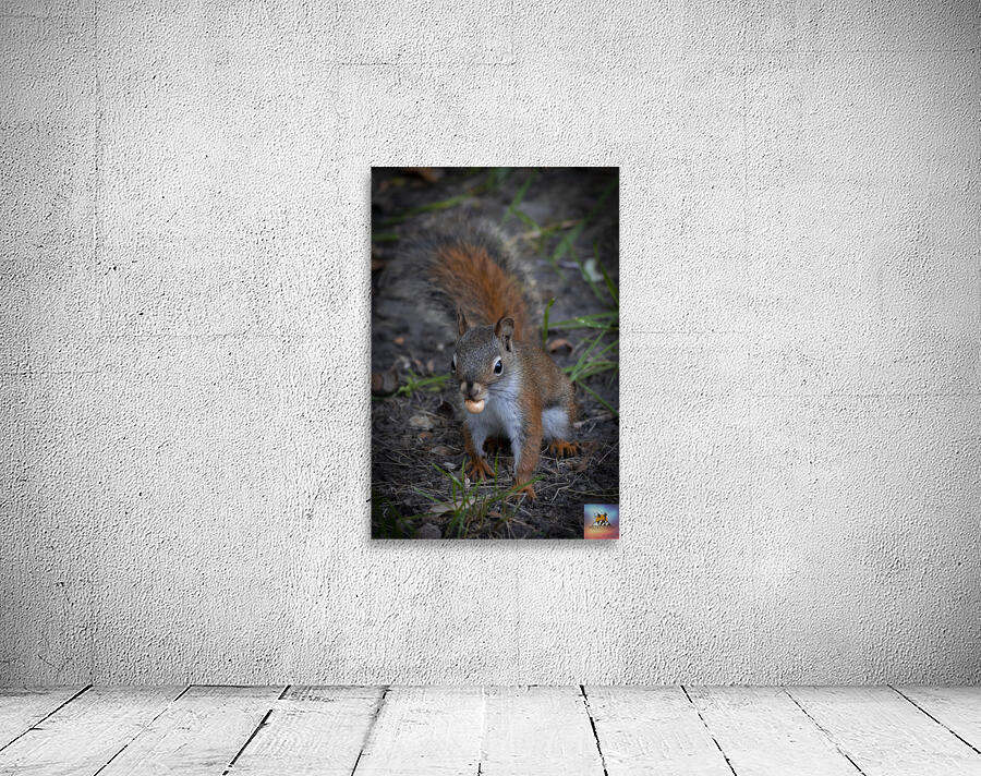 Squirrel Go Nuts Wall Preview