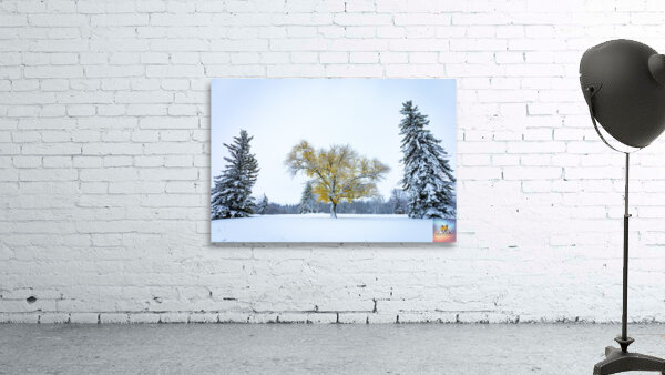 Trees Under the First Snow Wall Preview