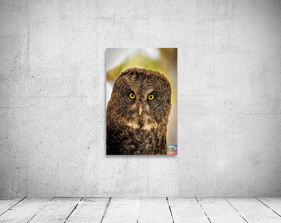 Owls Gaze Wall Preview