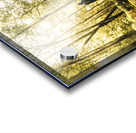 Tourist Hiking Mount Field Tasmania  Acrylic print