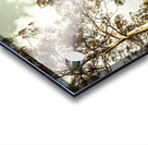 Gumtree bushland Acrylic print