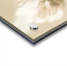 Soft pastel flower Acrylic print