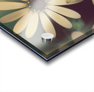 Two daisies growing in a spring garden field Acrylic print