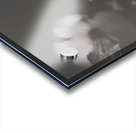 Ornate colourless weathered wild flowers Acrylic print