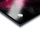 Pink periwinkle pair Acrylic print