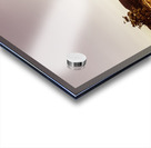 Freycinet bushland background Acrylic print