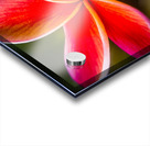 Colorful tropics Acrylic print