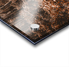 Wayback woods Acrylic print