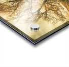 Dead tree in seasons bare Acrylic print