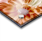 Chrysanthemum creativity Acrylic print