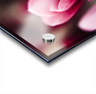 Sparaxis Grandiflora flower macro Acrylic print