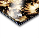 Cape daisy darkness Acrylic print