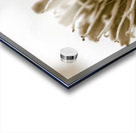 Beige n bloom Acrylic print