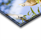 Noisy Minor Acrylic print