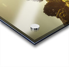 Zeehan Golf Course Acrylic print