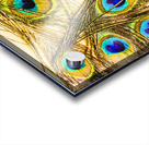 Peacock feathers still life Acrylic print