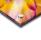 Beautiful colourful flower macro. Spring beauty Acrylic print