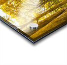 Trailing tales and forest footpaths Acrylic print