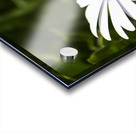 Blossoming Harmony Acrylic print