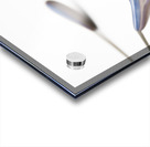 Blue Bell Agapanthus flower  Acrylic print