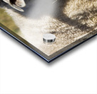 Outback Sheep Acrylic print