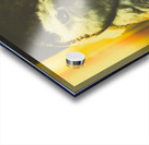 Night owl Acrylic print