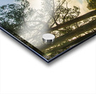 Forest tree vista Acrylic print