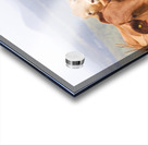 Mountain Cows Acrylic print