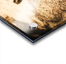 Setting Sail Acrylic print