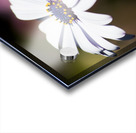 Purple Daisy Acrylic print