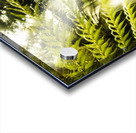 Russell Falls background Acrylic print