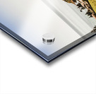 The Nut in Stanley Tasmania Acrylic print