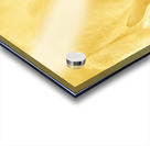 Golden Roo Acrylic print