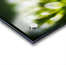 Nature Details Acrylic print