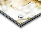 Kingfisher views Acrylic print