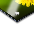 Dandelion Flower Acrylic print