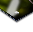 Colourful australian dragonfly at insect crossing Acrylic print