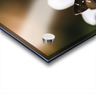 Moth insects on a bright and lush garden flower Acrylic print