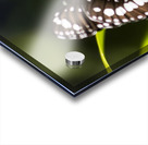 Tropical Butterfly Acrylic print