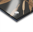 Feather Feature  Acrylic print