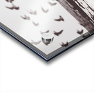 Bay of birds Acrylic print