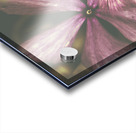 Flow er Acrylic print