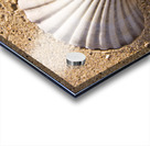 Sandy Shell Acrylic print