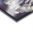 Wild beauty Acrylic print